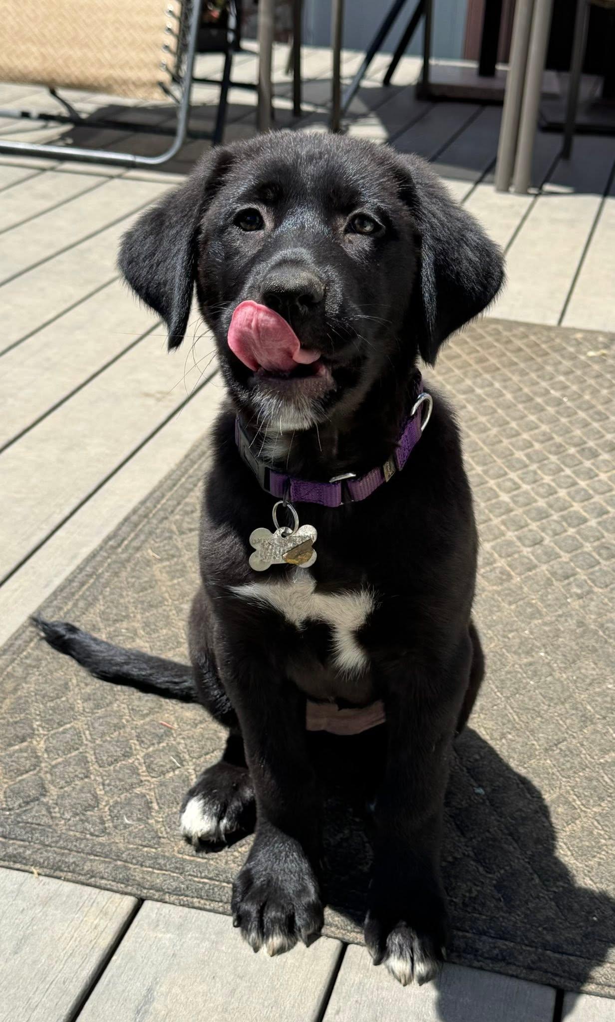 Enlarge Violet, an adopted mixed breed in Albany, NY image 3/6