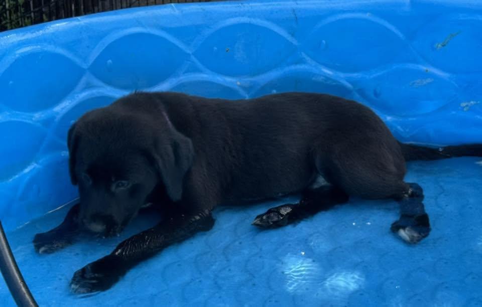 Enlarge Violet, an adopted mixed breed in Albany, NY image 4/6
