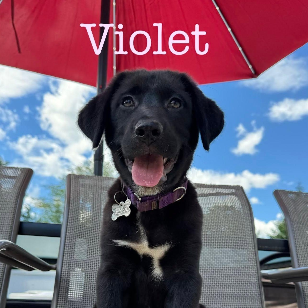 Violet, adopted, Puppy Female Labrador Retriever.