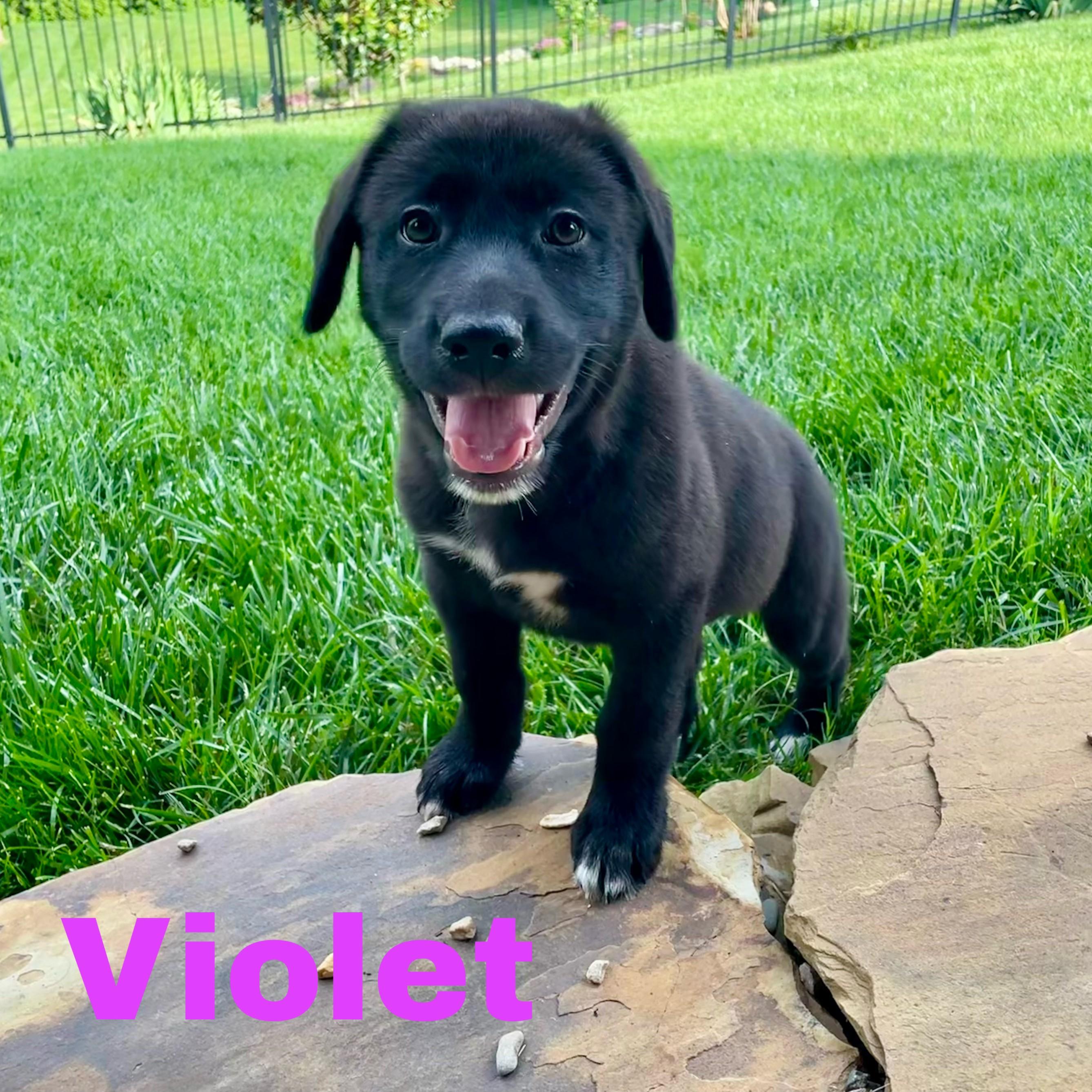Enlarge Violet, an adopted mixed breed in Albany, NY image 6/6