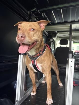 Buddy Man, Adoptable, Adult Male Pit Bull Terrier & Mixed Breed.