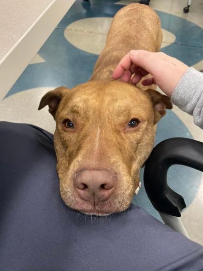 Enlarge Buddy Man, a Adoptable mixed breed in Fishers, IN image 1/3