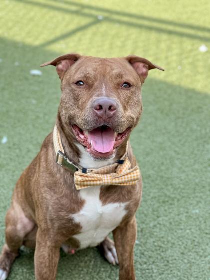 Enlarge Buddy Man, a Adoptable mixed breed in Fishers, IN image 3/3