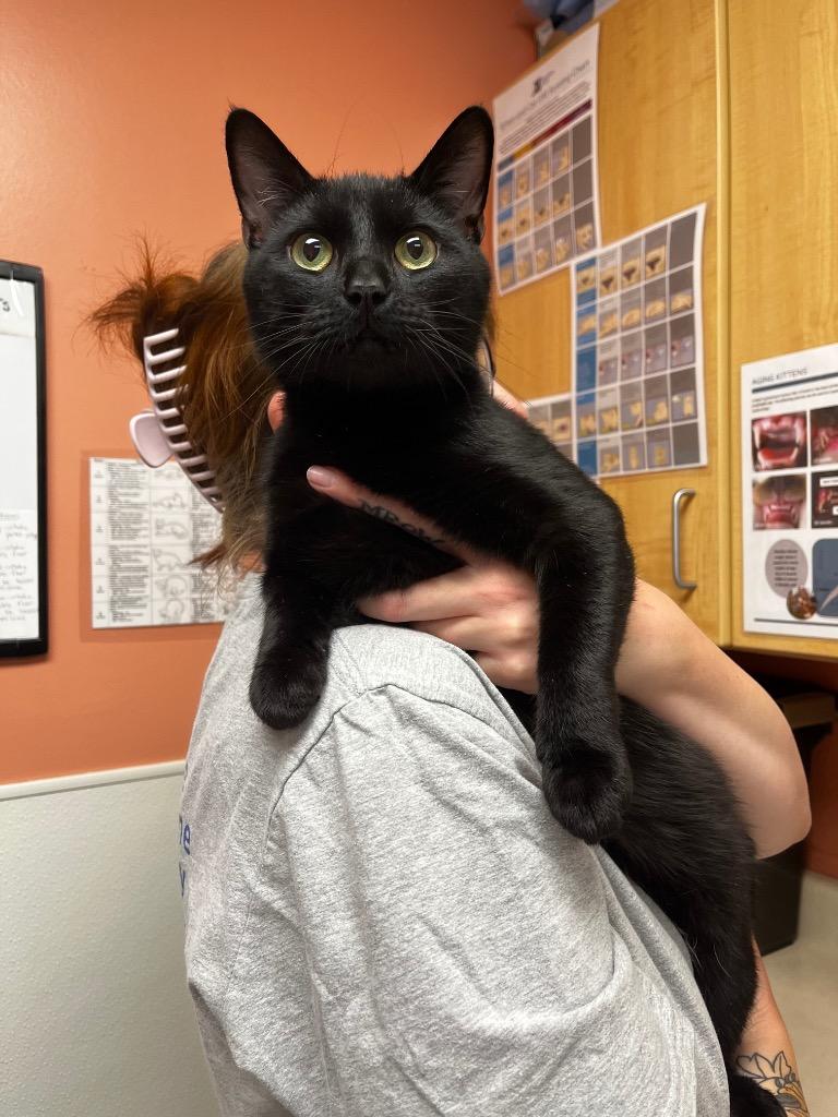 Skully, Adoptable, Kitten Male Domestic Short Hair.