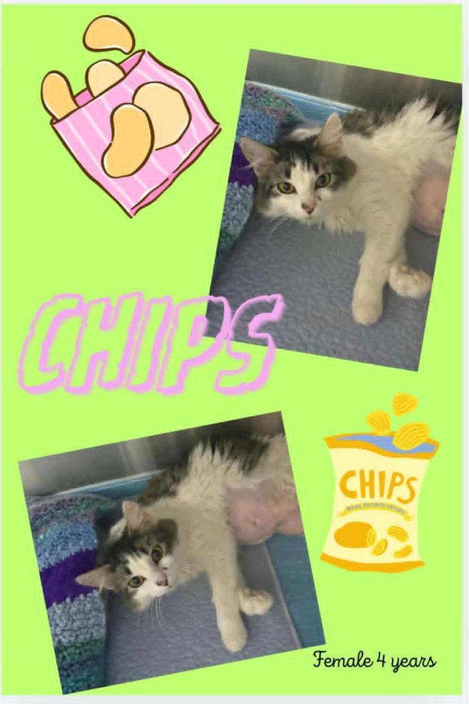 Enlarge Chips, a Adoptable mixed breed in Blountville, TN image 1/1