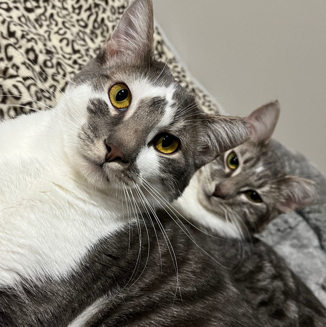 Travis K. and Taylor S. , Adopted, Young Male Domestic Short Hair.