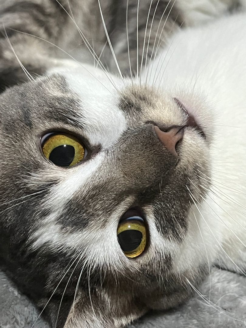 Enlarge Travis K. and Taylor S. , a Adopted Domestic Short Hair in OVERLAND PARK, KS image 3/4