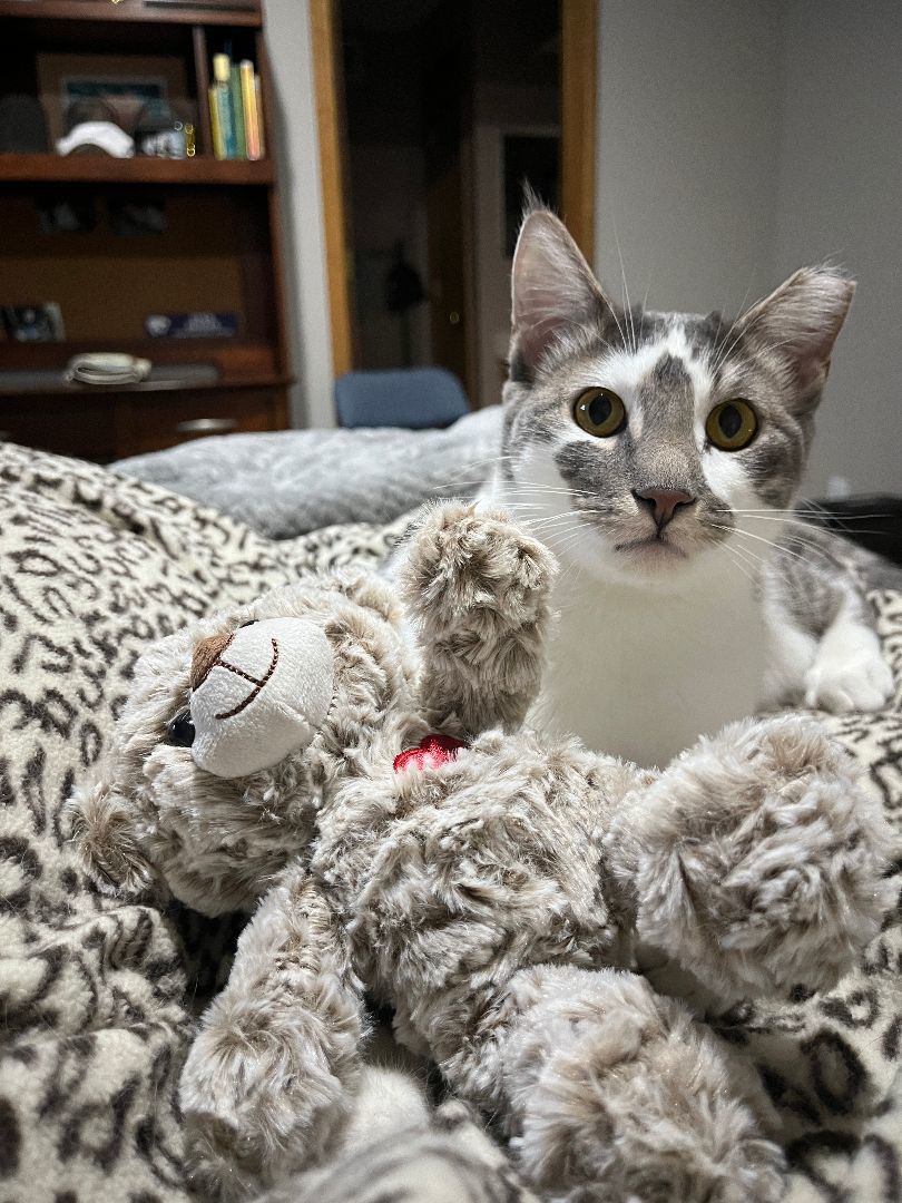 Enlarge Travis K. and Taylor S. , a Adopted Domestic Short Hair in OVERLAND PARK, KS image 4/4