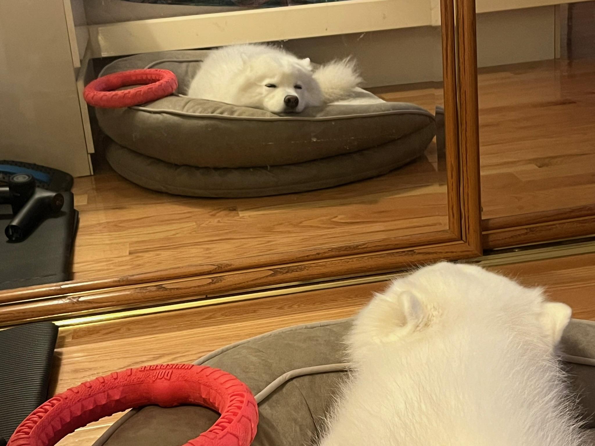 Enlarge Yuna, a ADOPTABLE Samoyed in Maple Glen, PA image 3/5