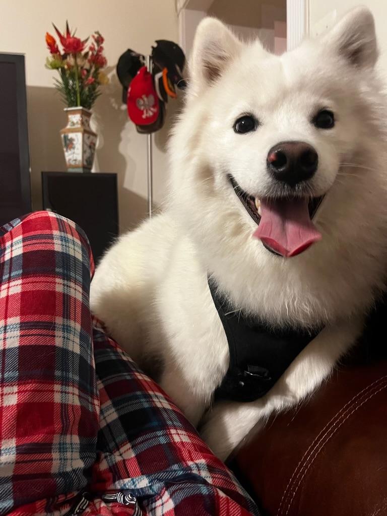 Enlarge Yuna, a ADOPTABLE Samoyed in Maple Glen, PA image 4/5