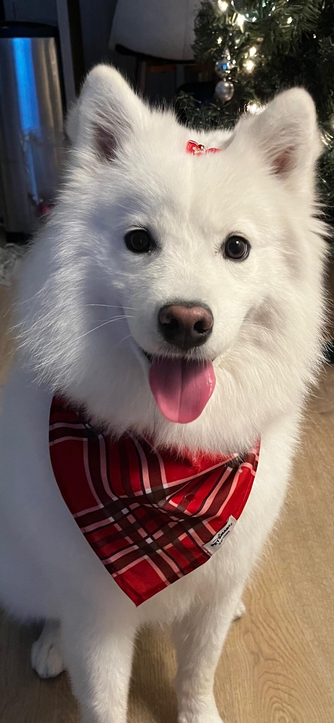 Enlarge Yuna, a ADOPTABLE Samoyed in Maple Glen, PA image 5/5