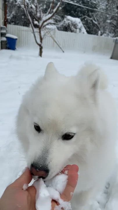 Enlarge Yuna, a ADOPTABLE Samoyed in Maple Glen, PA video 2/5