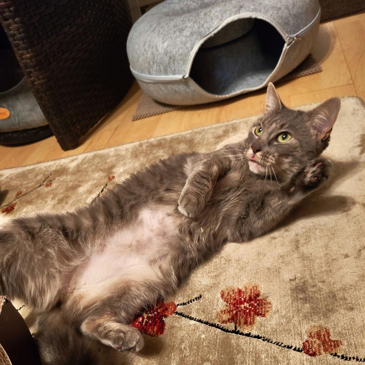 Enlarge Tiffany, a Adoptable Domestic Short Hair in New York, NY image 4/6