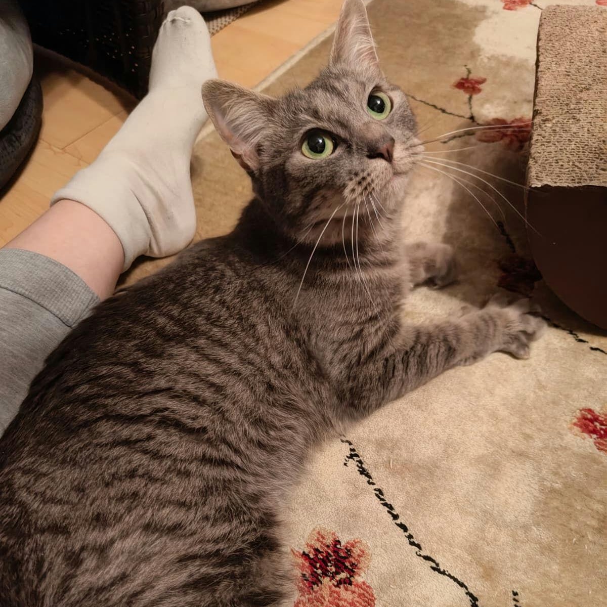 Enlarge Tiffany, a Adoptable Domestic Short Hair in New York, NY image 2/6