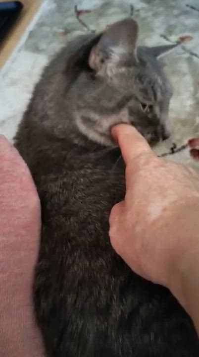 Enlarge Tiffany, a Adoptable Domestic Short Hair in New York, NY video 5/6