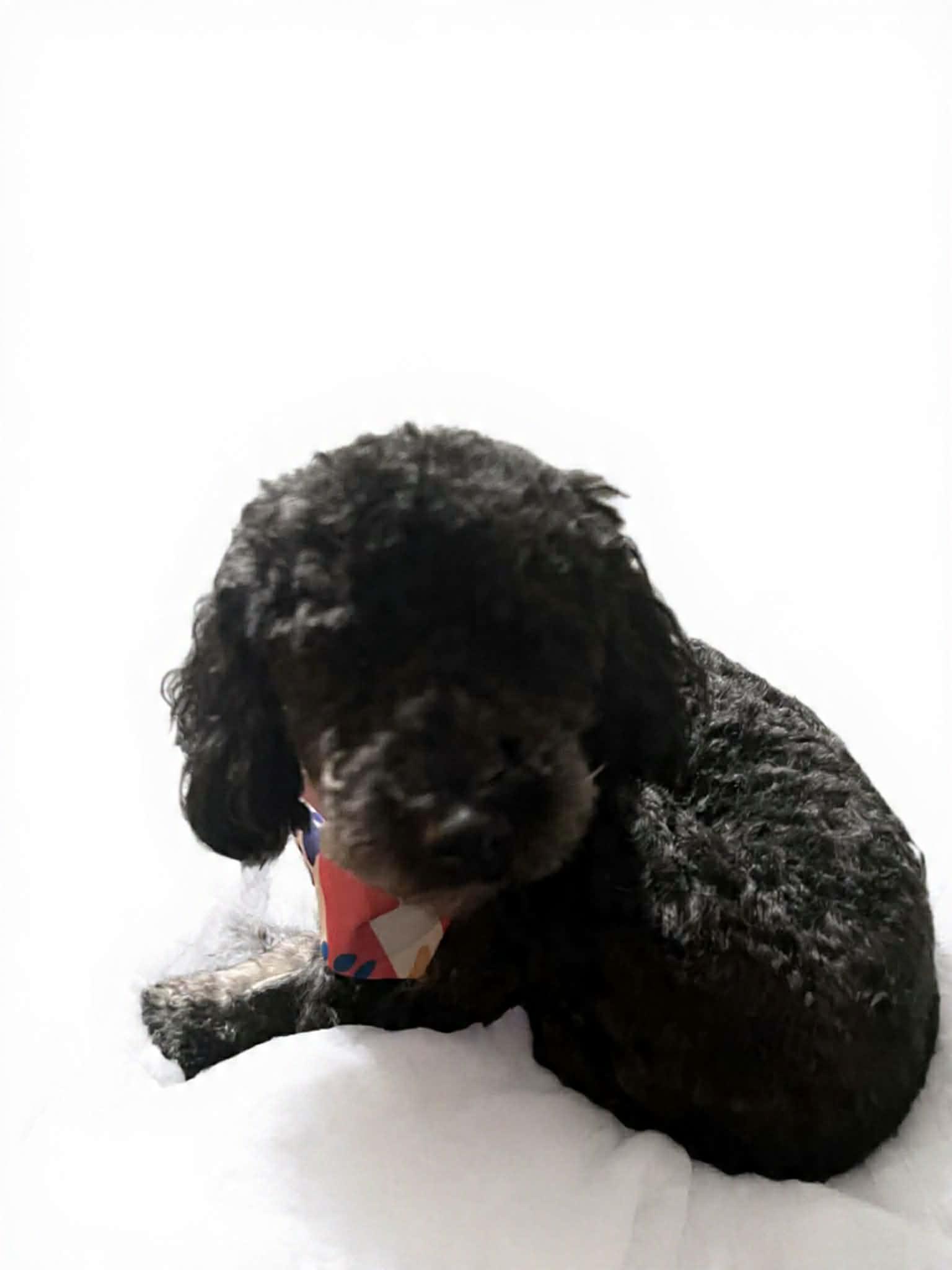 Enlarge Shadow, an adoption pending Miniature Poodle in Georgetown , CA image 2/2