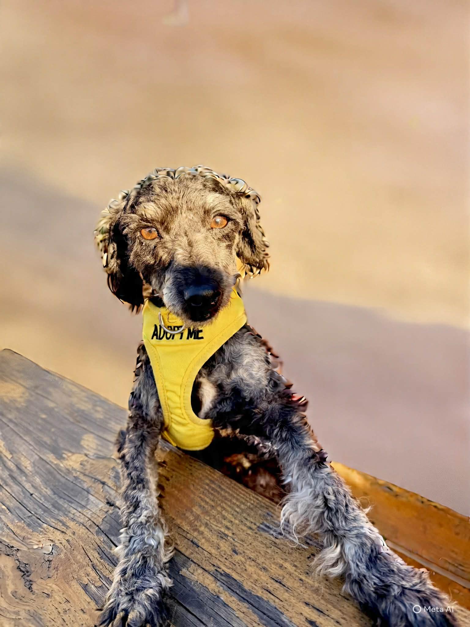 Shadow, Adoptable, Adult Female Miniature Poodle.