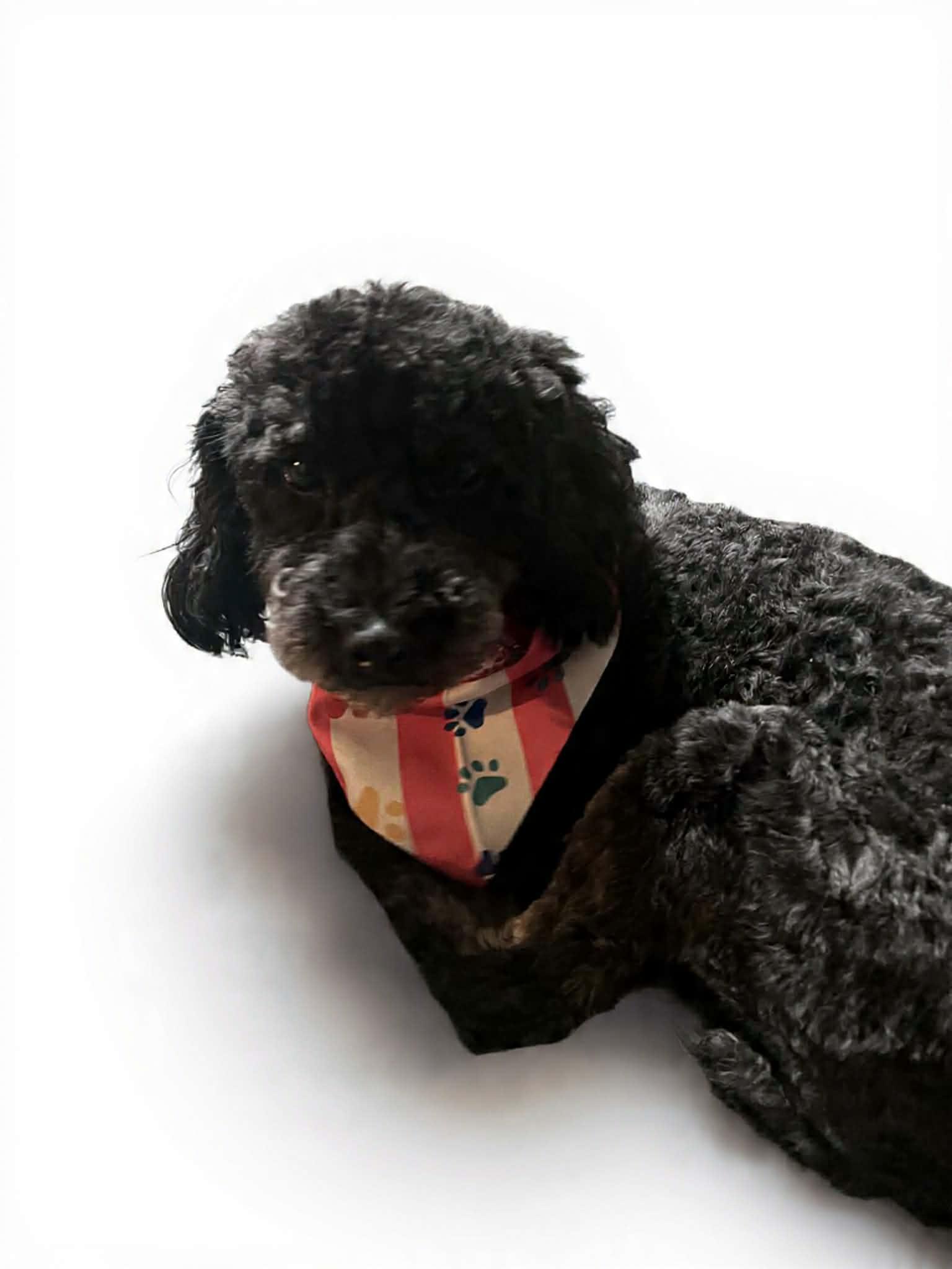 Enlarge Shadow, an adoption pending Miniature Poodle in Georgetown , CA image 1/2