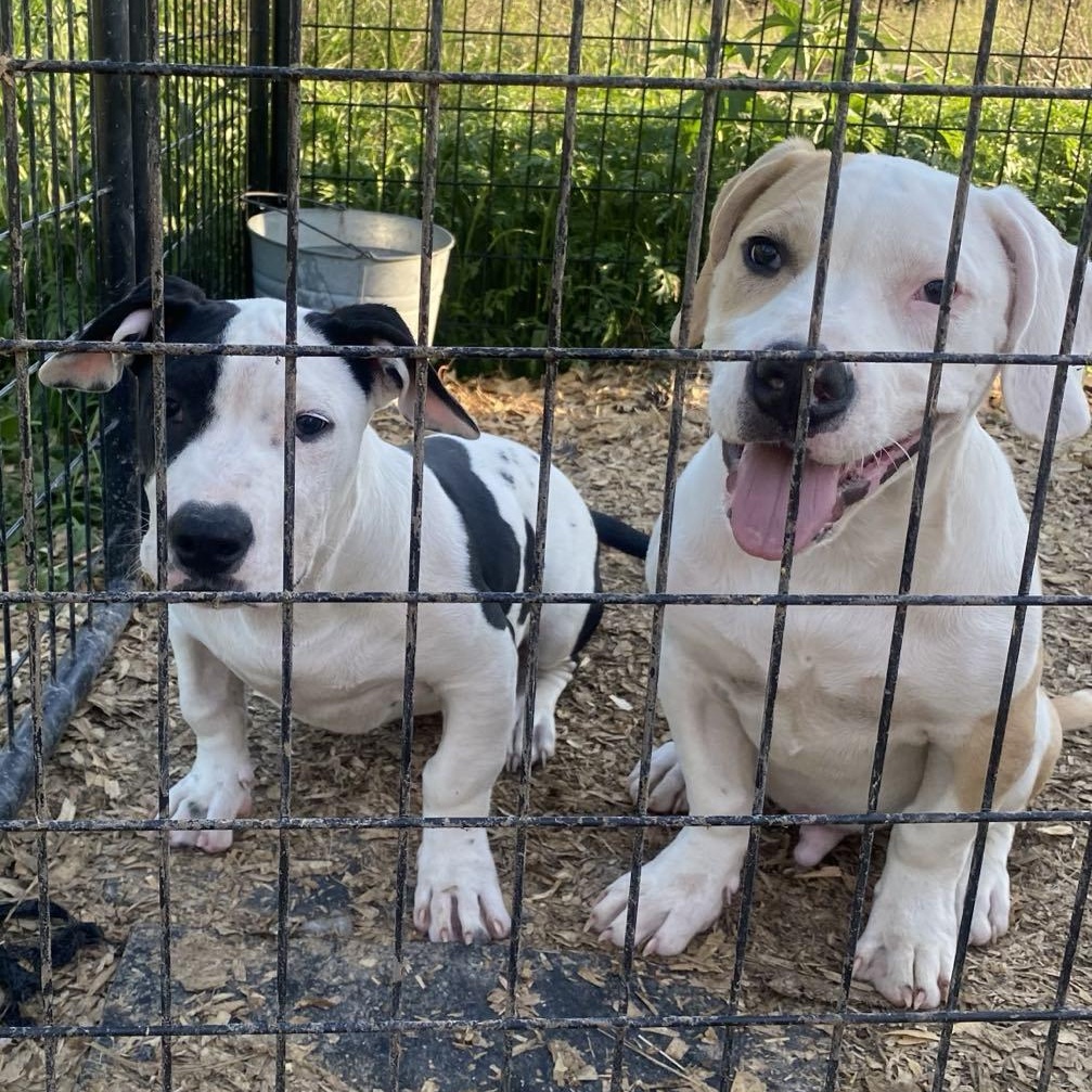 Enlarge Shorty, a Adoptable mixed breed in Chesterfield, MO image 5/6