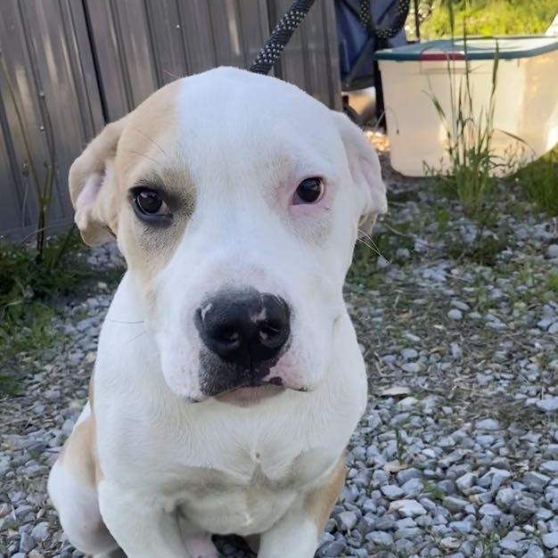 Enlarge Shorty, a Adoptable mixed breed in Chesterfield, MO image 4/6