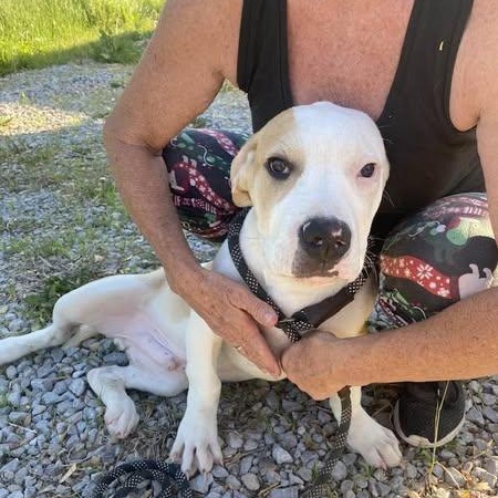 Enlarge Shorty, a Adoptable mixed breed in Chesterfield, MO image 6/6