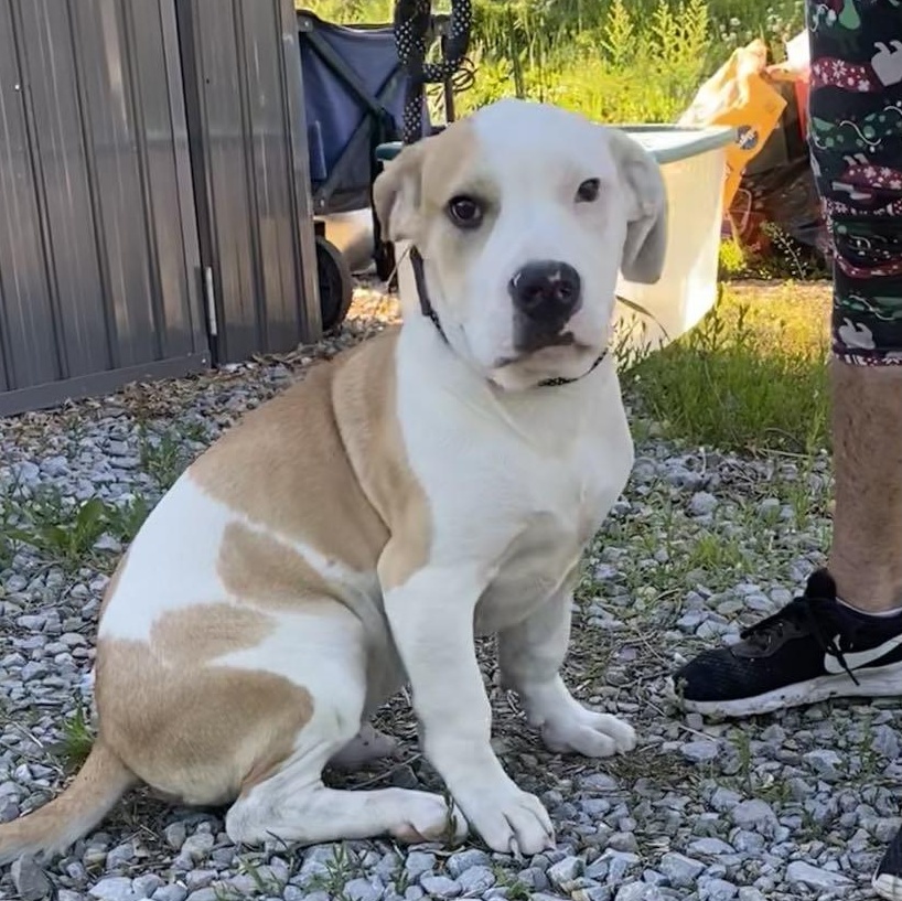 Enlarge Shorty, a Adoptable mixed breed in Chesterfield, MO image 1/6