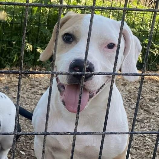 Enlarge Shorty, a Adoptable mixed breed in Chesterfield, MO image 2/6