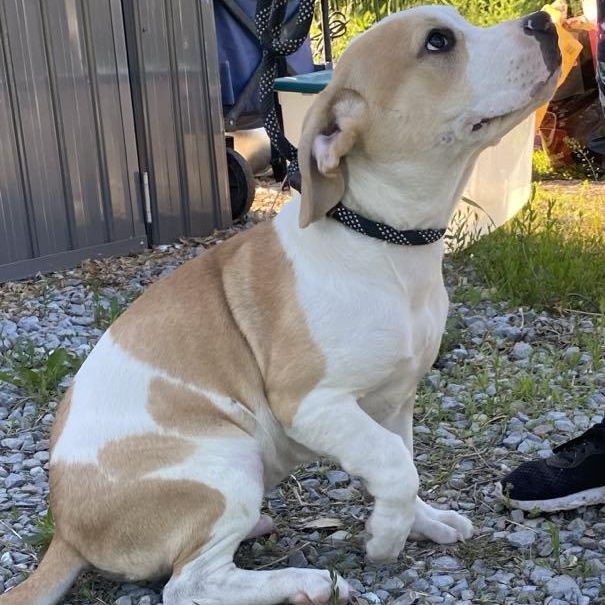 Enlarge Shorty, a Adoptable mixed breed in Chesterfield, MO image 3/6