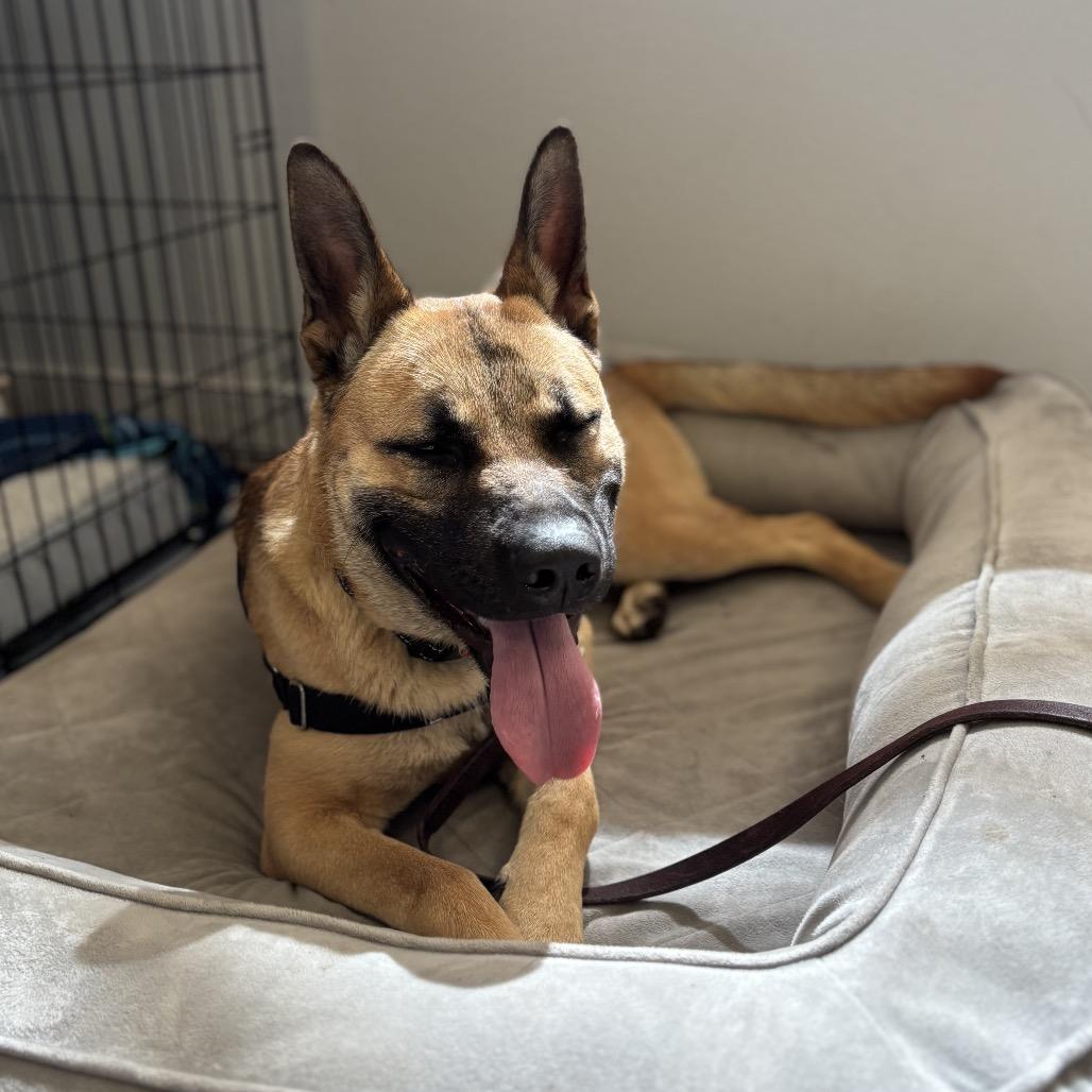 Lukas, Adoptable, Adult Male Shepherd.