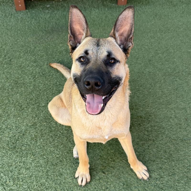 Enlarge Lukas, a Adoptable mixed breed in Hawthorne, CA image 4/6