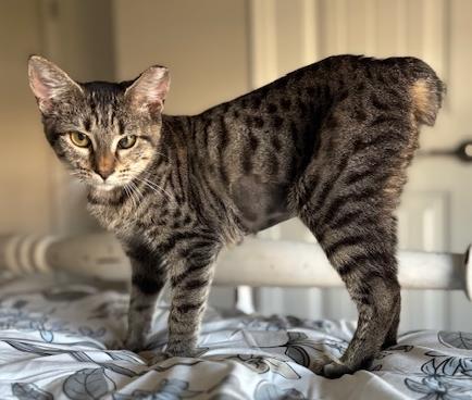 Enlarge MoMo, a Adoptable Tabby in Lafayette, LA image 3/4