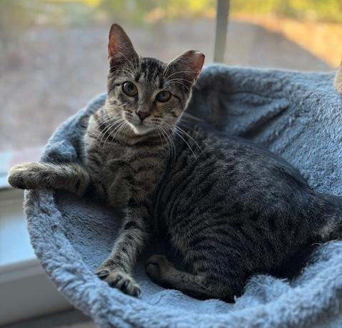 Enlarge MoMo, a Adoptable Tabby in Lafayette, LA image 2/4