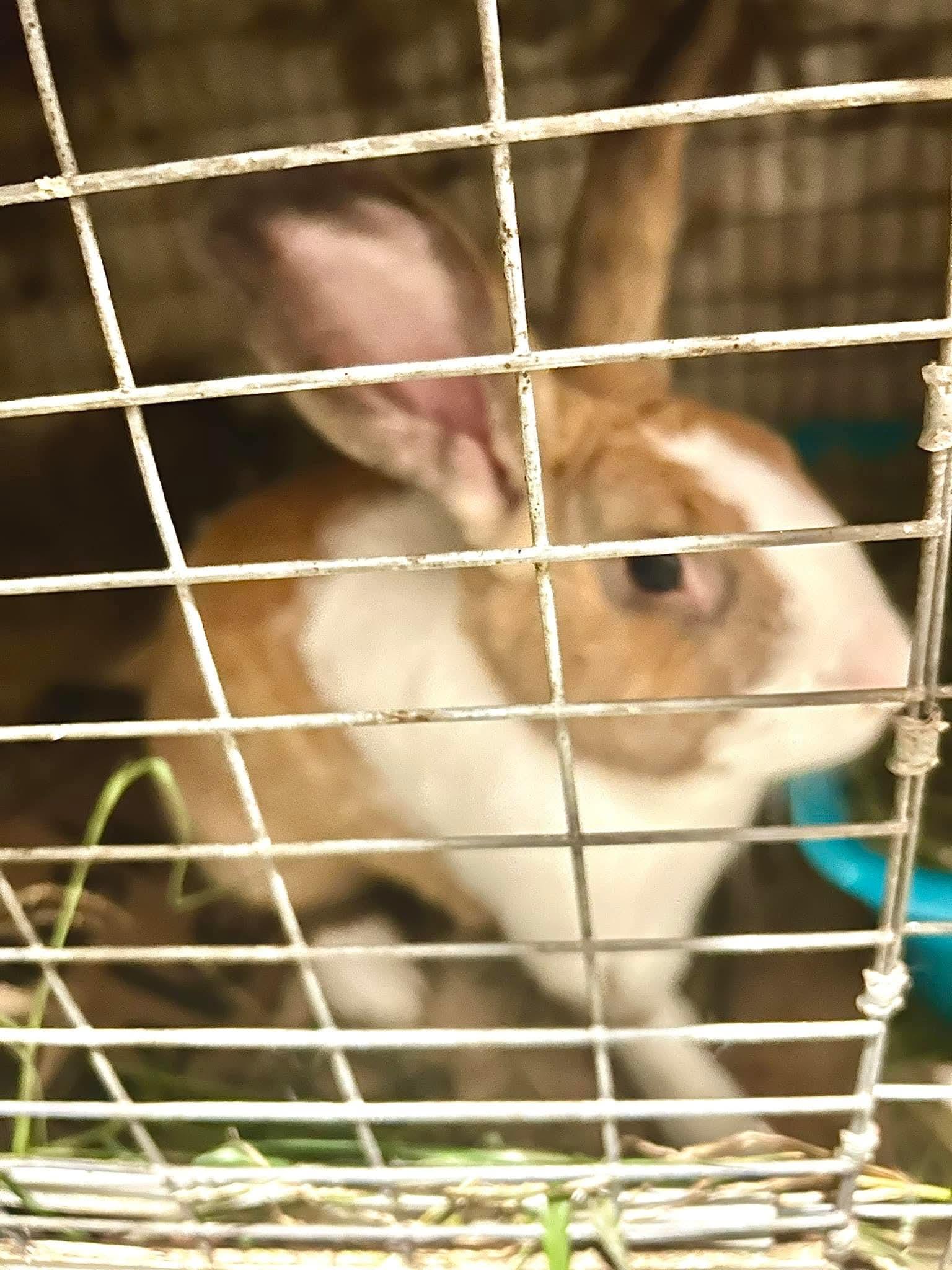 Tiny Tim, a Adoptable mixed breed in Paradis, LA image 1/2