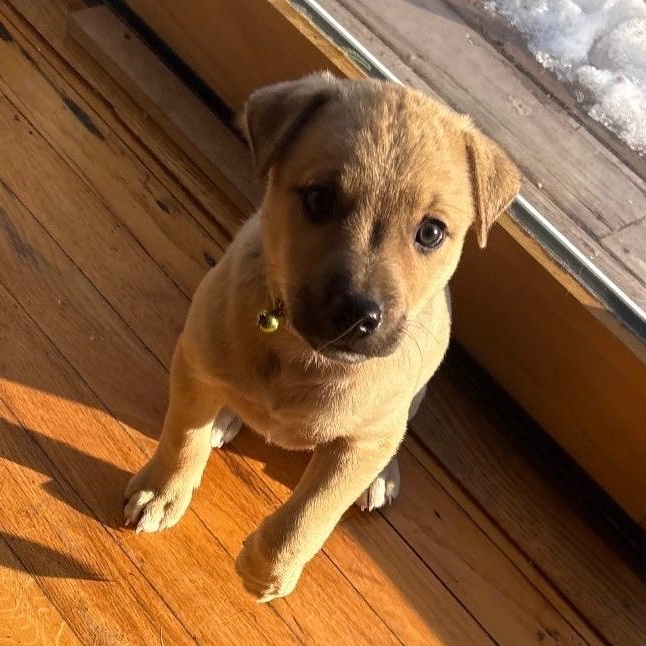 Cupid - A Puerto Rican Prince, Adoptable, Puppy Male Yellow Labrador Retriever.