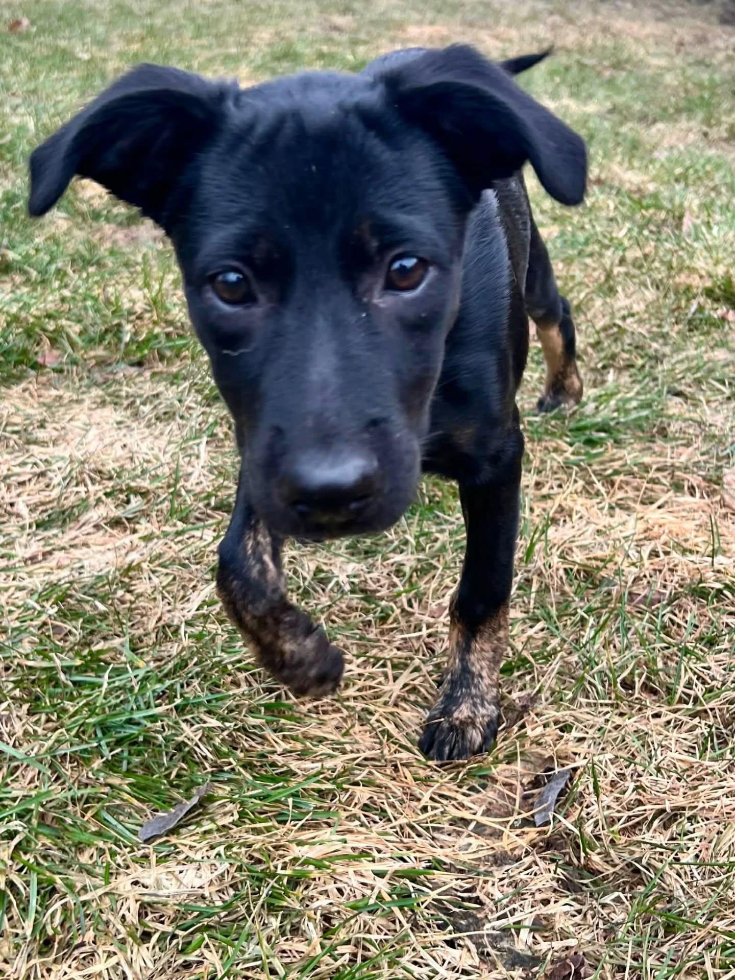 Enlarge Cutie, an adopted Mixed Breed in Kitchener, ON image 2/4