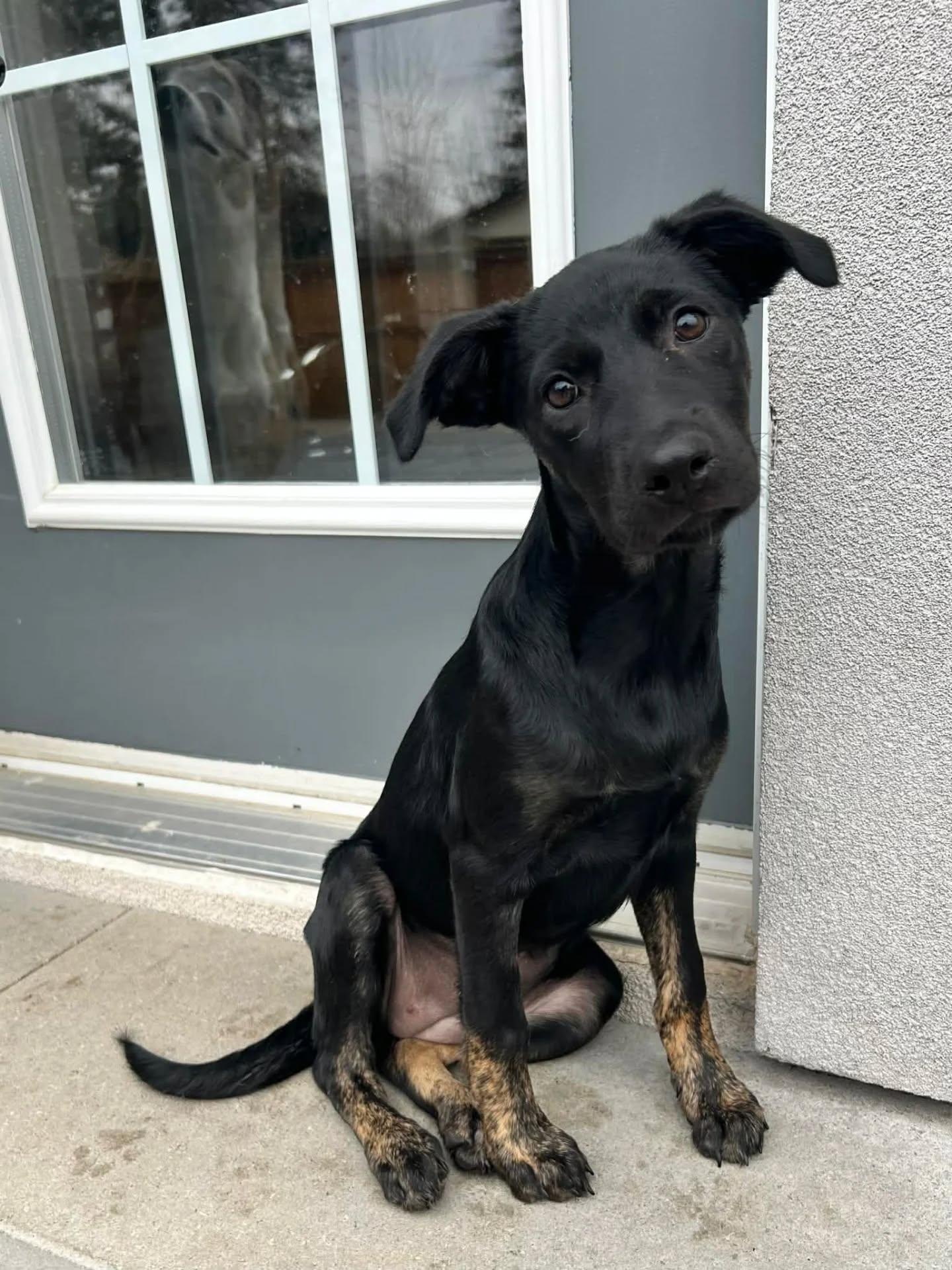 Enlarge Cutie, an adopted Mixed Breed in Kitchener, ON image 1/4