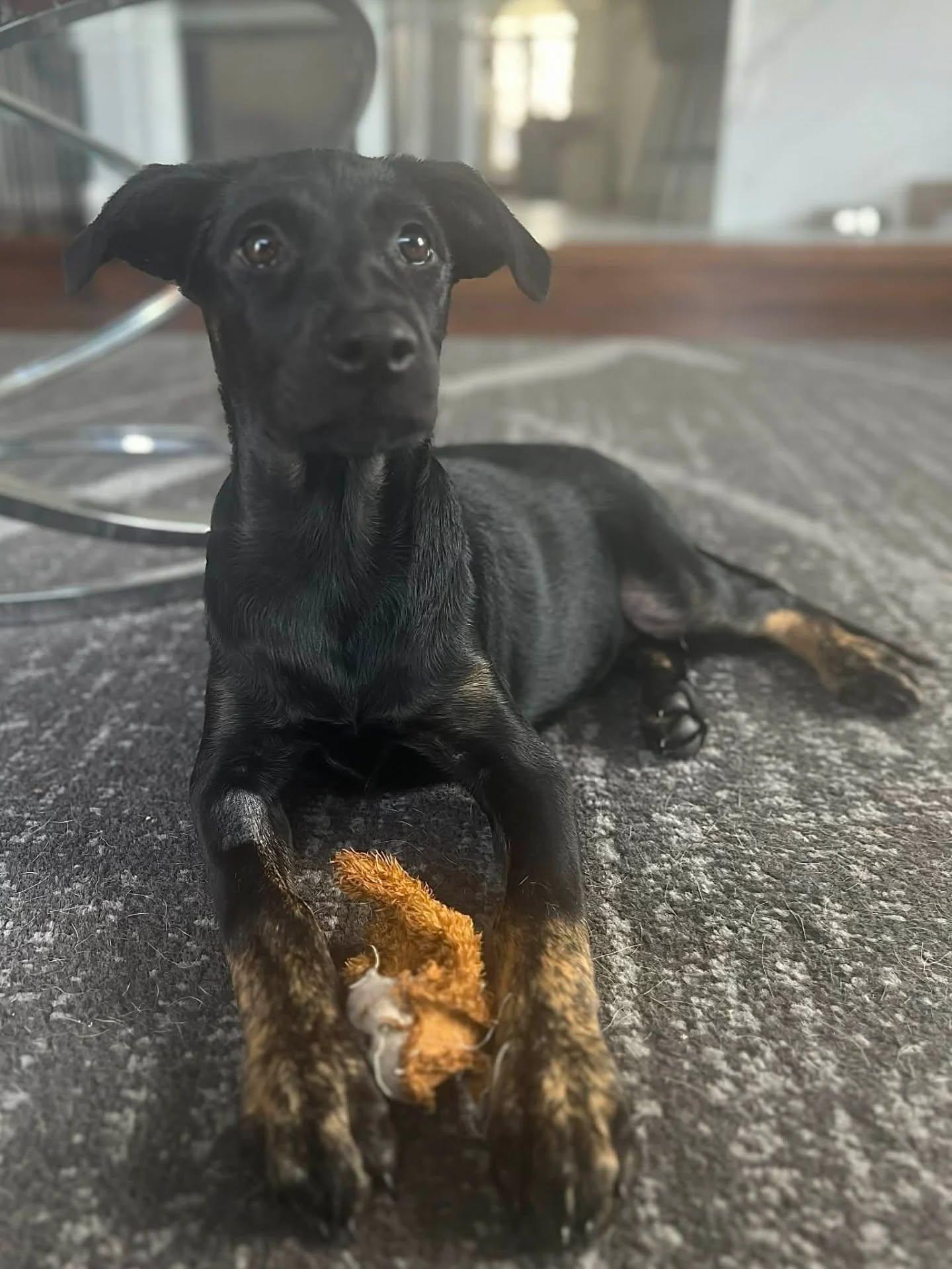 Enlarge Cutie, an adopted Mixed Breed in Kitchener, ON image 4/4