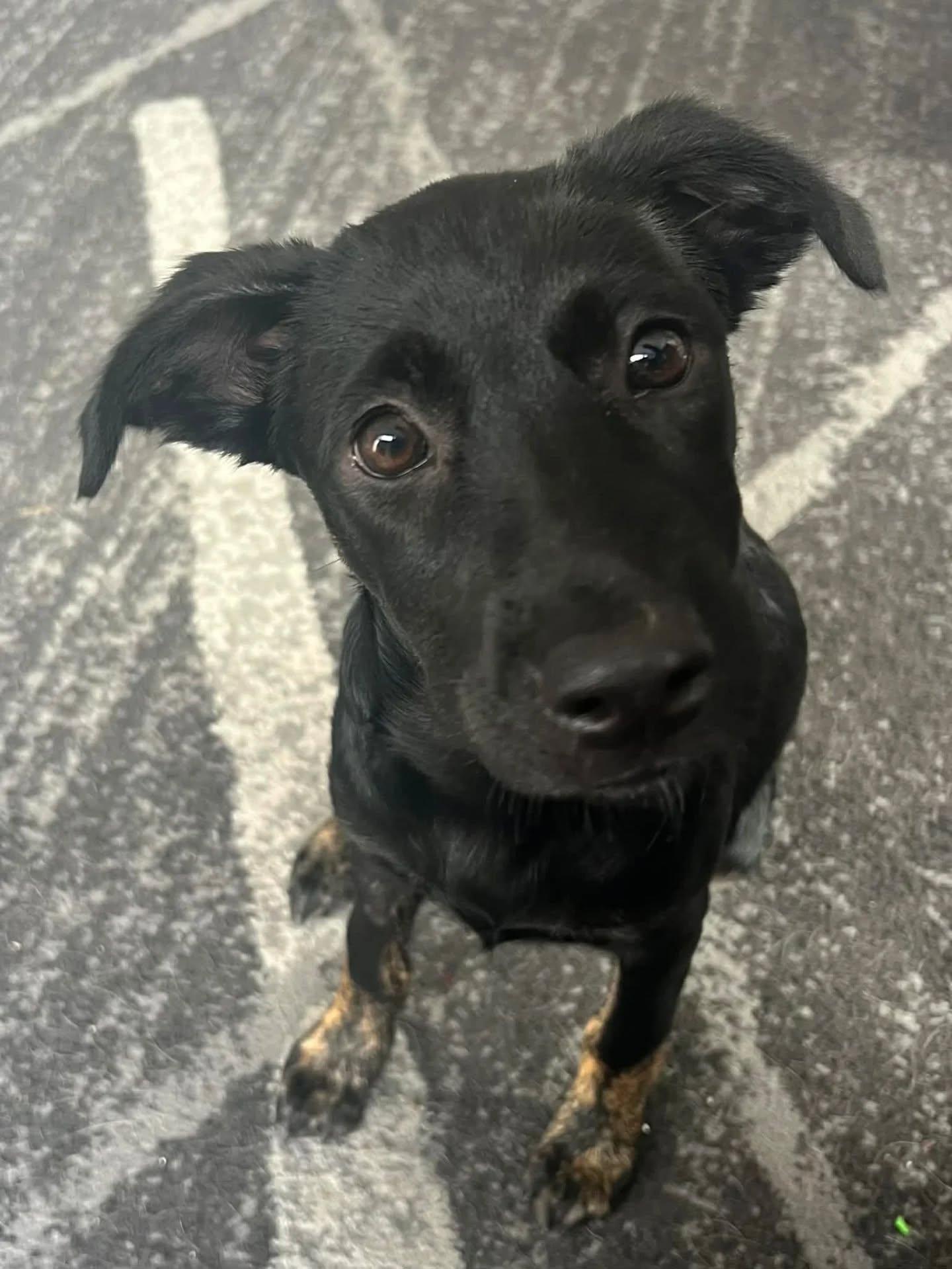 Enlarge Cutie, an adopted Mixed Breed in Kitchener, ON image 3/4