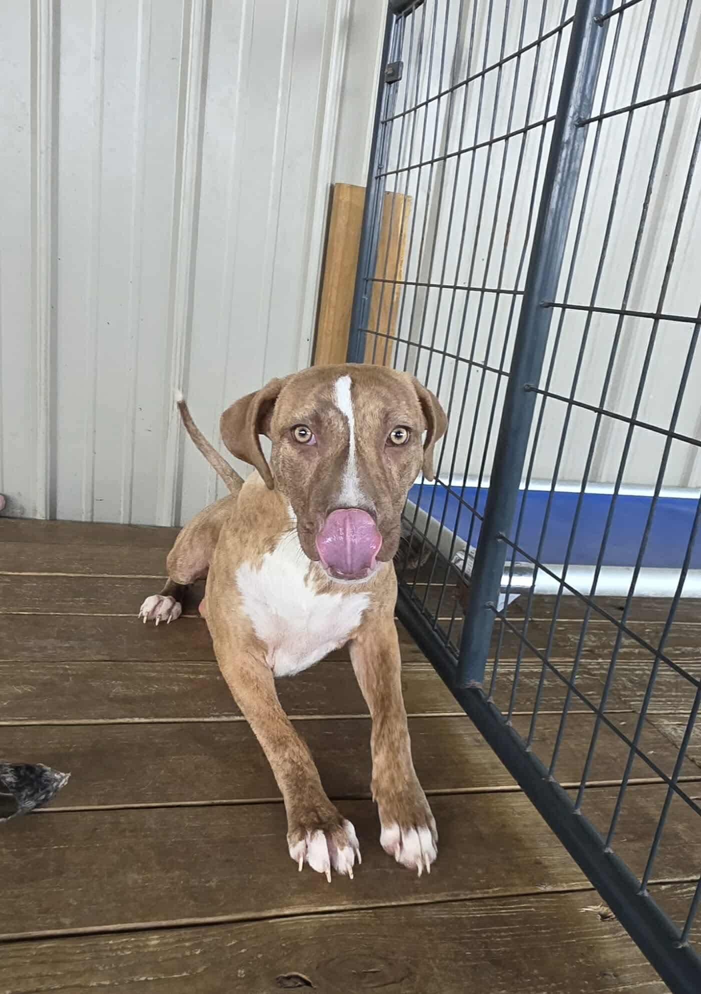 Enlarge Nora, a Adoptable Mixed Breed in Cedar Rapids, IA image 4/6
