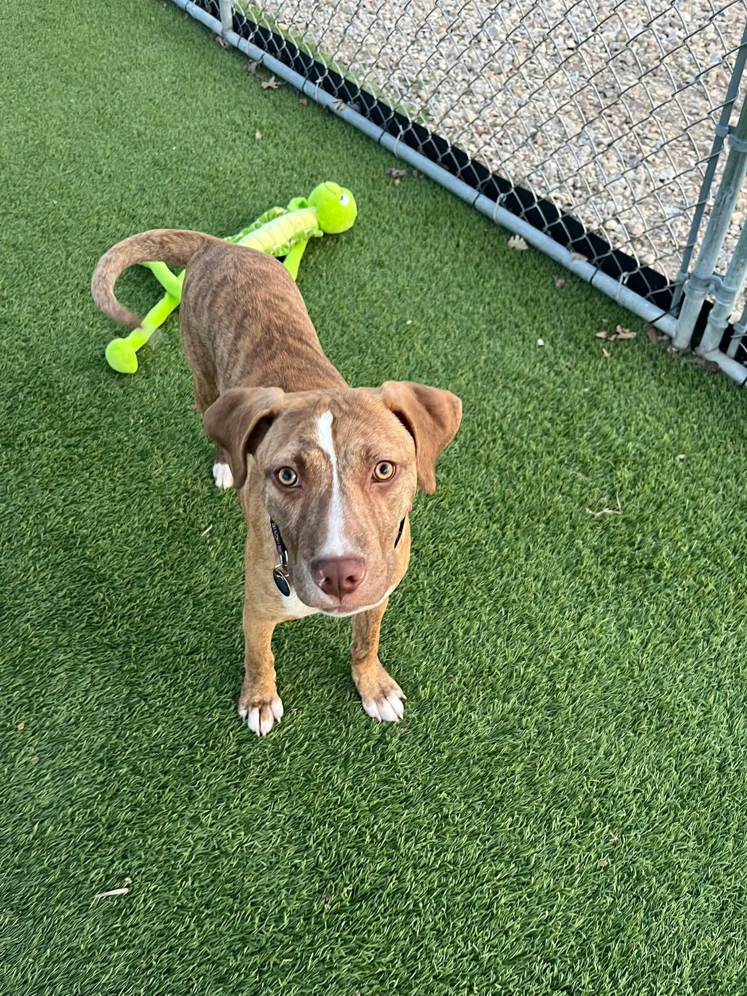 Enlarge Nora, a Adoptable Mixed Breed in Cedar Rapids, IA image 5/6