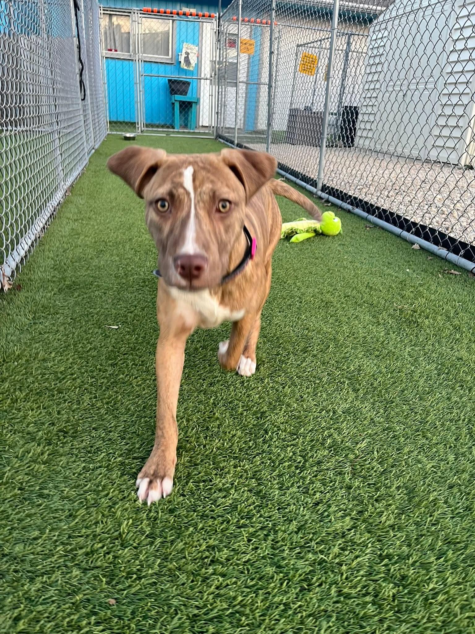 Enlarge Nora, a Adoptable Mixed Breed in Cedar Rapids, IA image 2/6