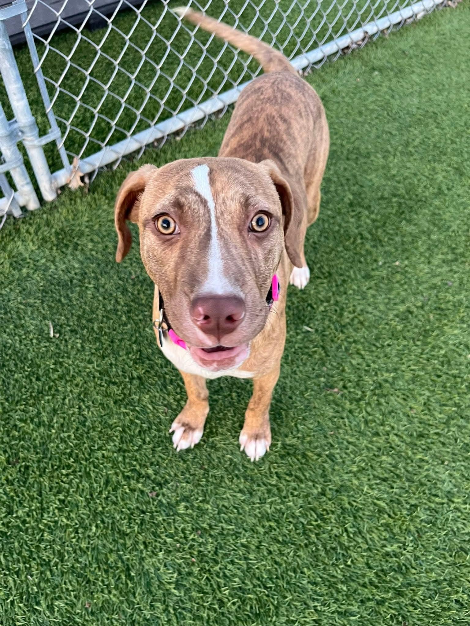 Enlarge Nora, a Adoptable Mixed Breed in Cedar Rapids, IA image 1/6