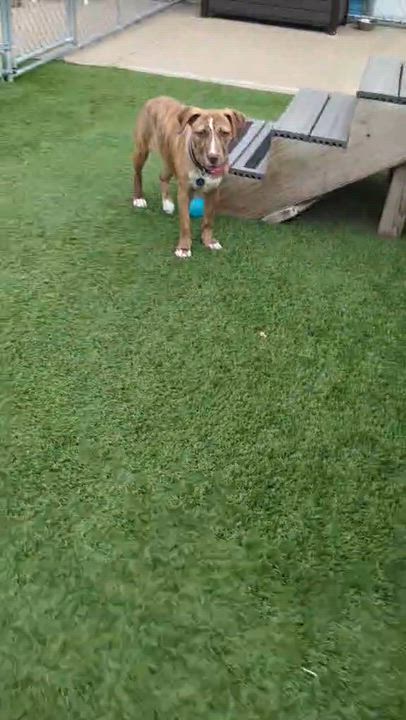 Enlarge Nora, a Adoptable Mixed Breed in Cedar Rapids, IA video 3/6