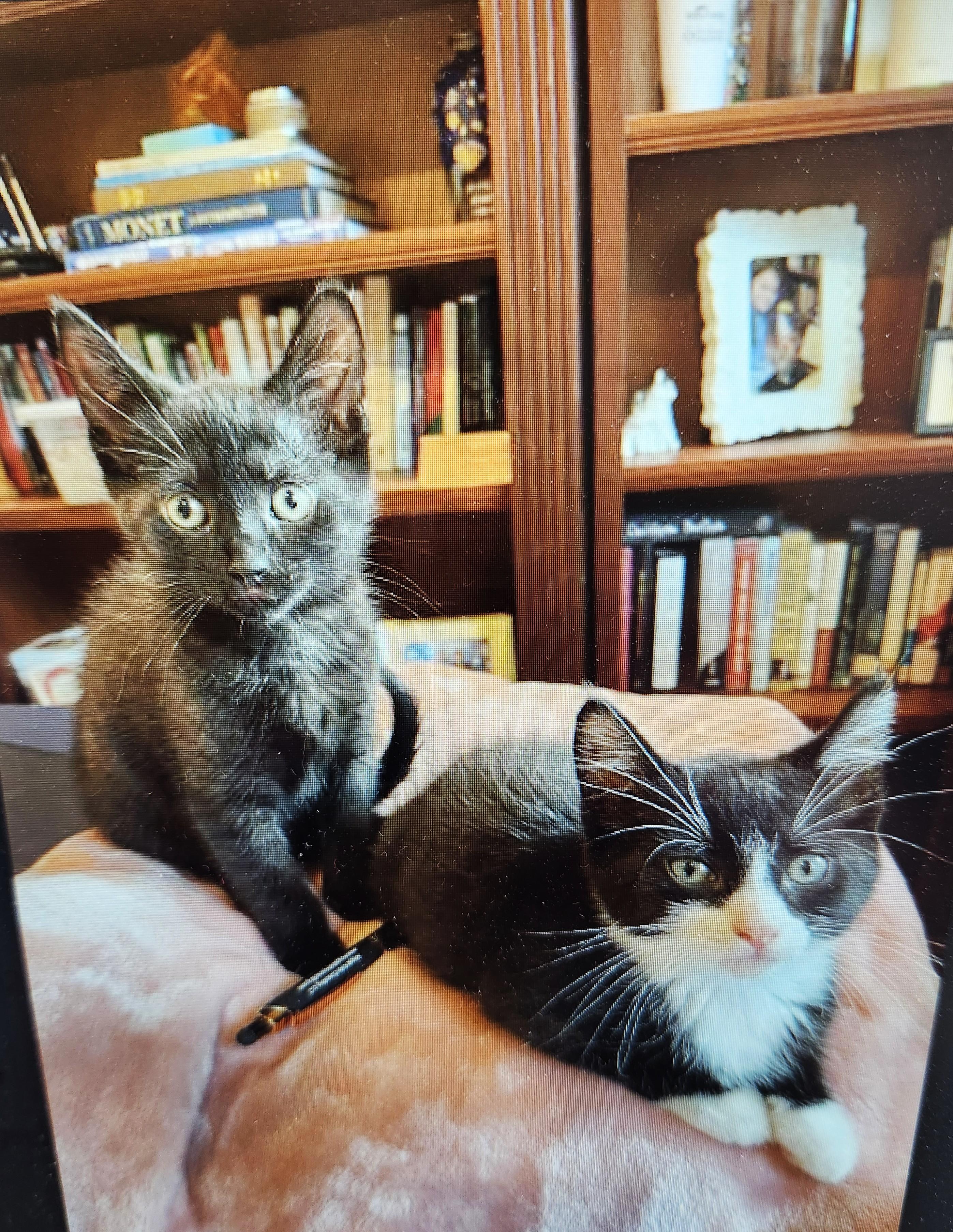 Pickles & Peony - in foster care - super sweet, a ADOPTABLE Domestic Short Hair in Randolph, NJ image 1/2
