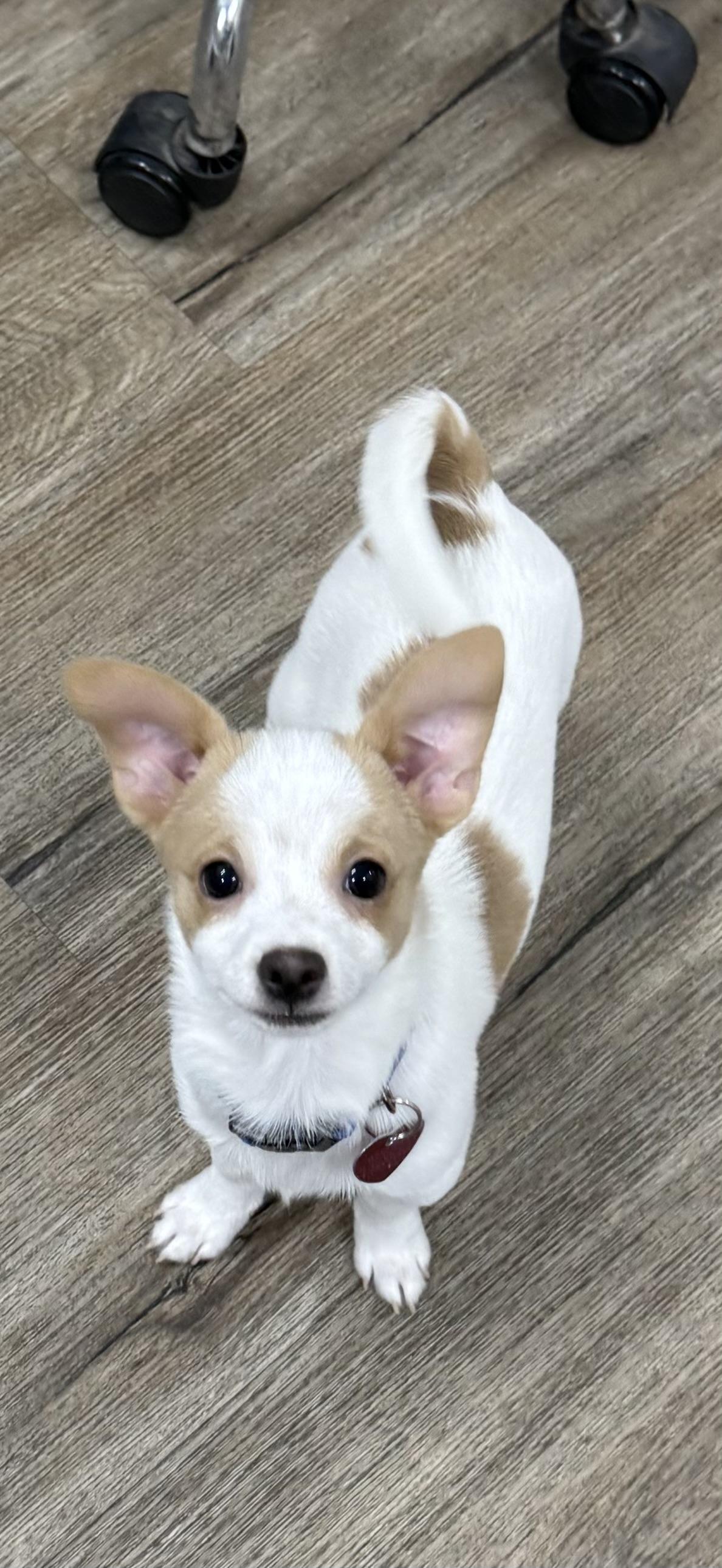 Enlarge Comet, a ADOPTABLE mixed breed in Burbank, CA image 2/5