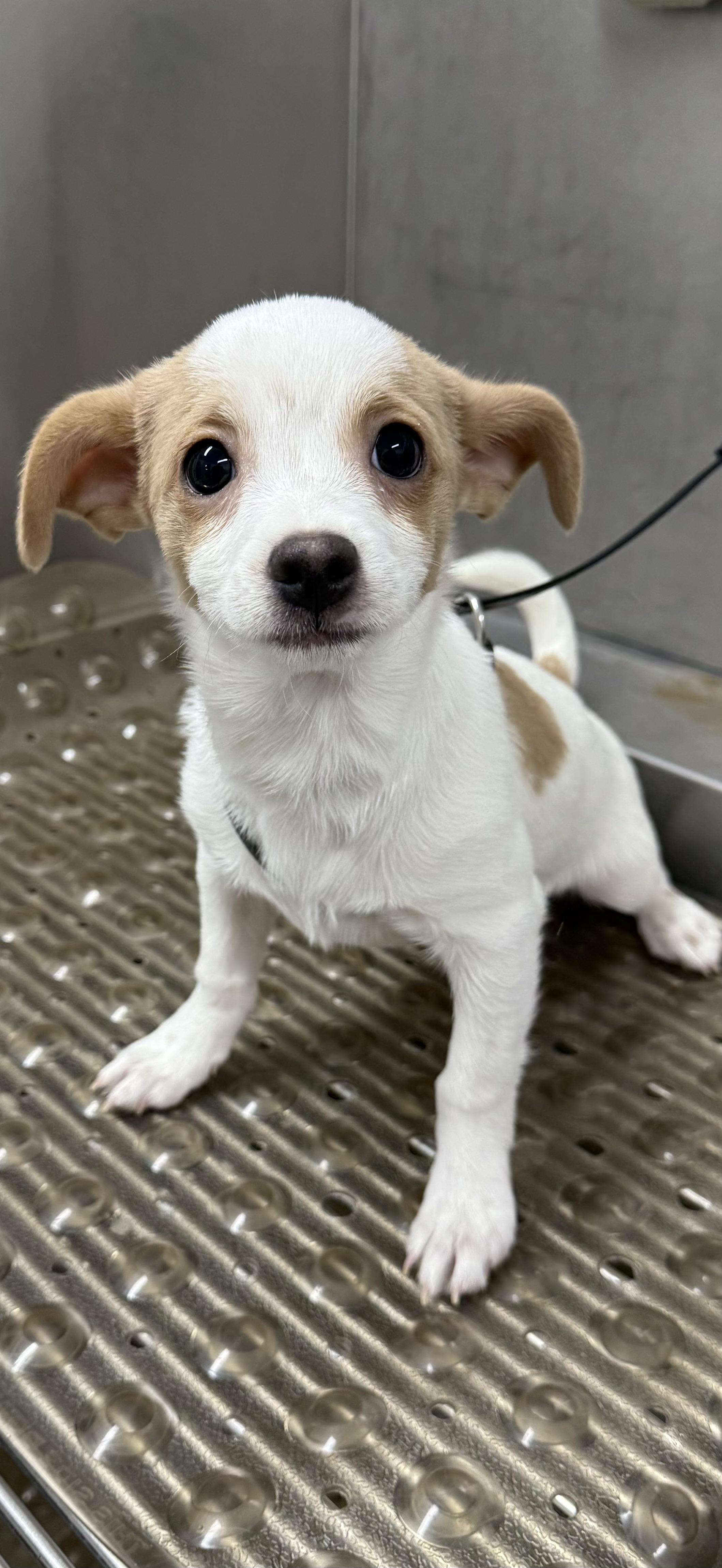 Comet, ADOPTABLE, Young Male Chihuahua.