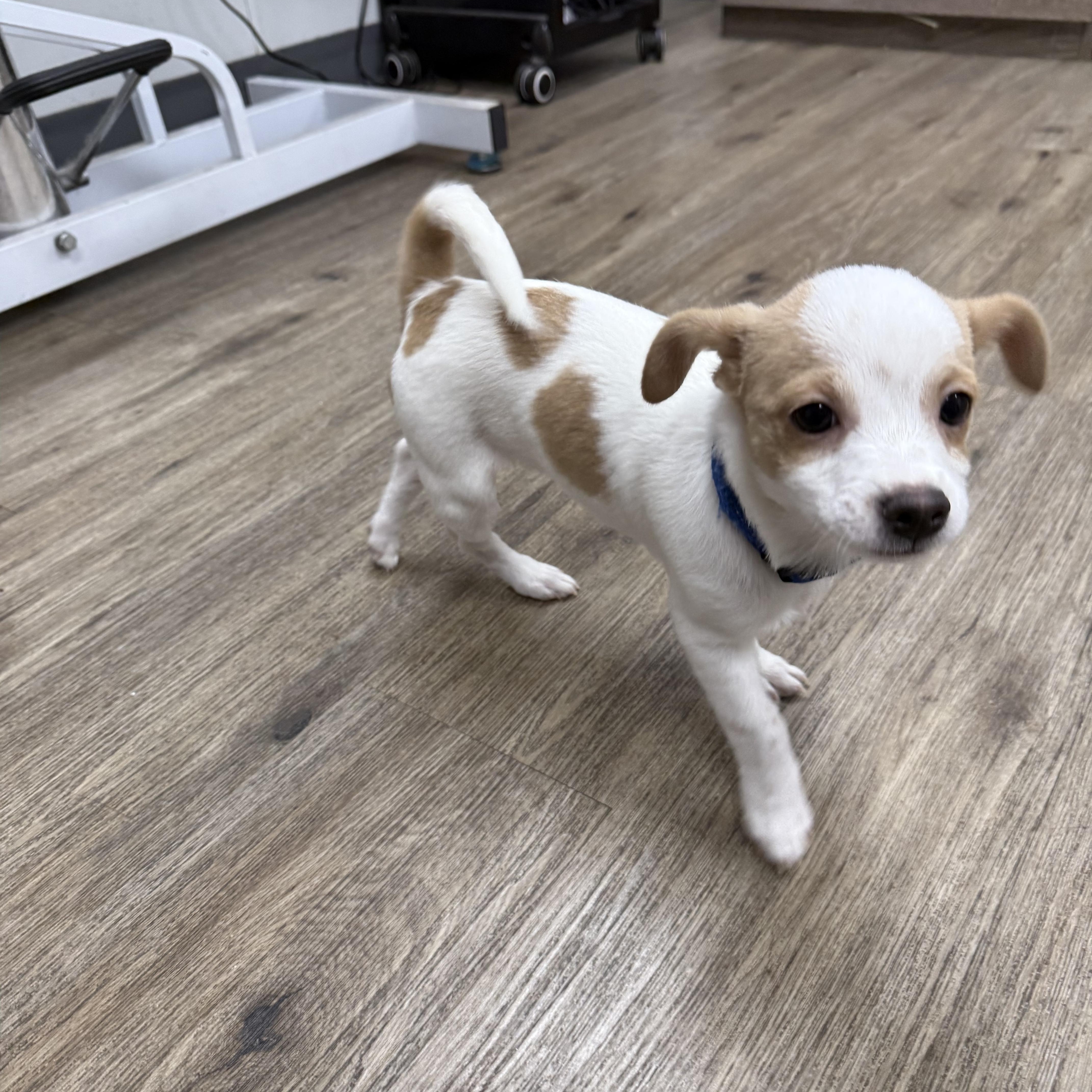 Comet, ADOPTABLE, Young Male Chihuahua.