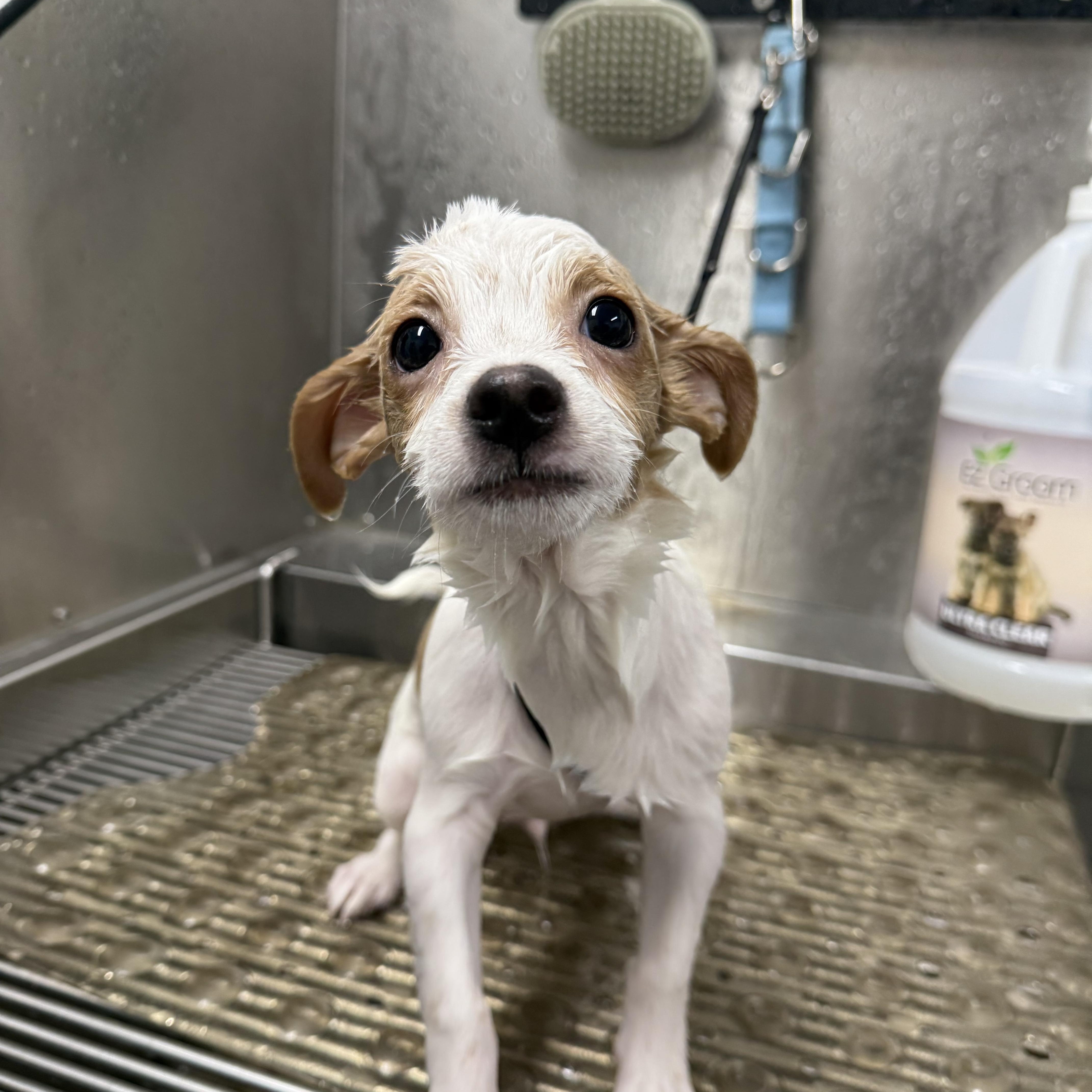 Enlarge Comet, a ADOPTABLE mixed breed in Burbank, CA image 3/5