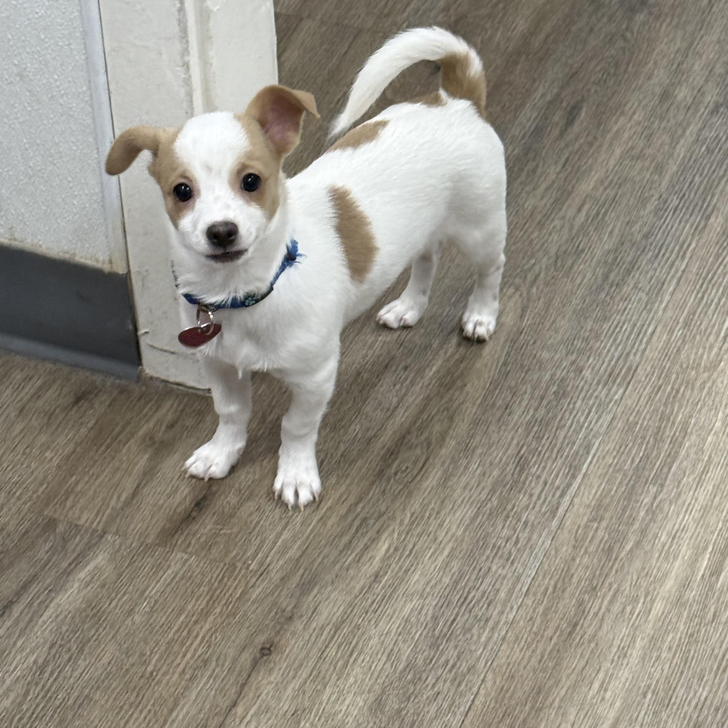 Enlarge Comet, a ADOPTABLE mixed breed in Burbank, CA image 5/5