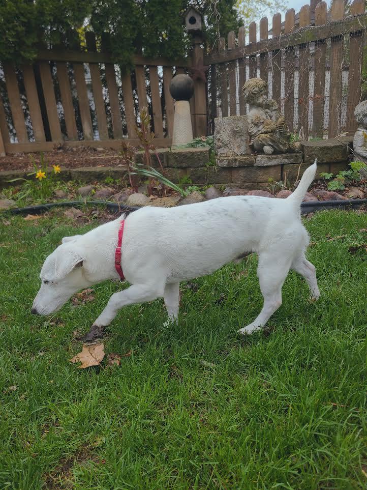 Enlarge Kaiser, a ADOPTABLE Jack Russell Terrier in Barrington, IL image 5/5